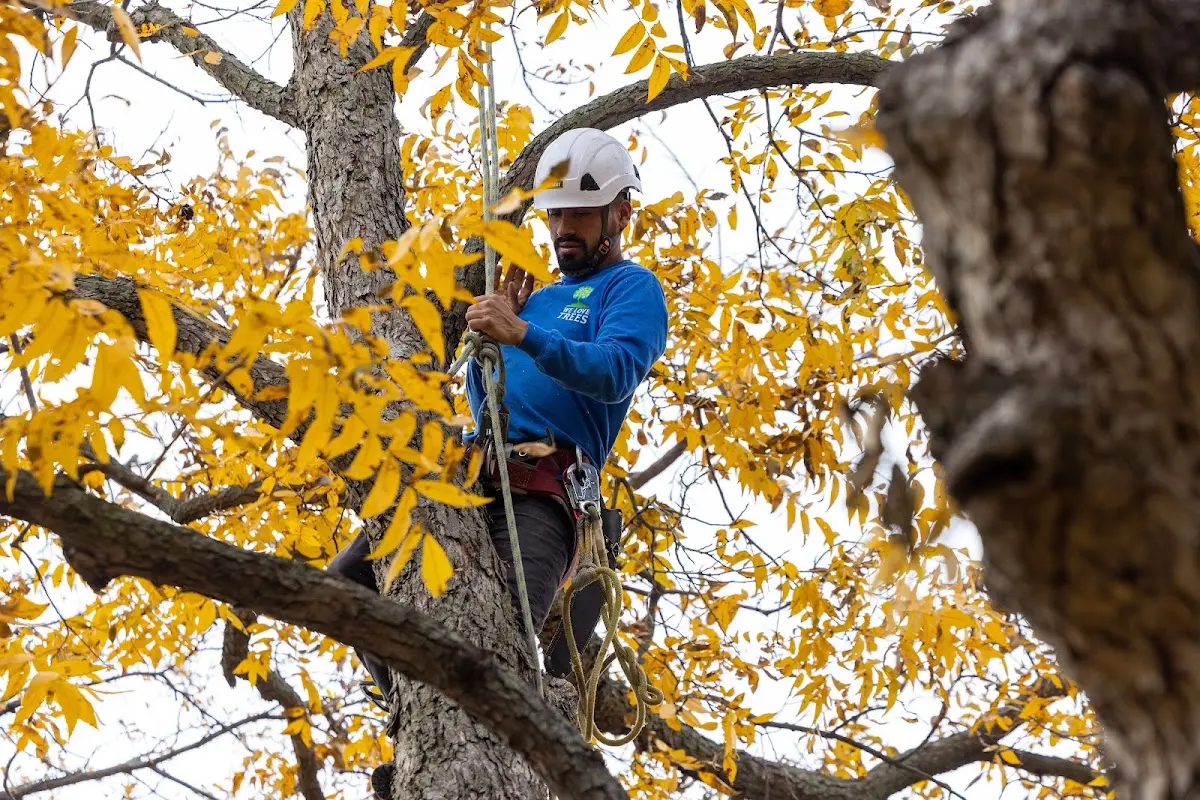 Skilled Tree Pruning crew working in Guide Rock